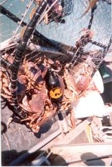Norm's crab pot